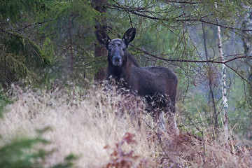Image showing moose calf in the forest