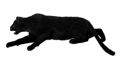 Image showing Big Cat Black Panther