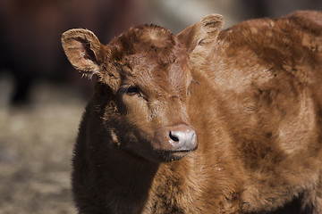 Image showing brown calf