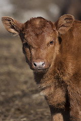 Image showing brown calf