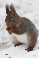 Image showing red squirrel