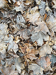 Image showing Frozen Leaves