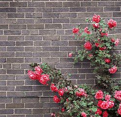 Image showing Roses on brick wall