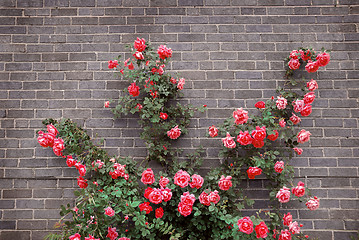 Image showing Roses on brick wall