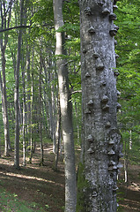 Image showing Plitvice