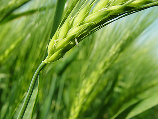 Image showing barley ears