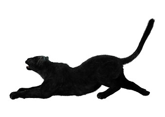 Image showing Big Cat Black Panther