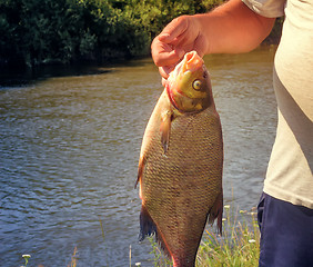 Image showing The caught catch of fish in hands at the fisherman.