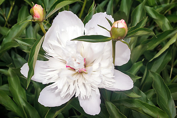 Image showing Blossoming peony among green leaves