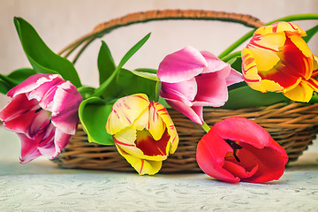 Image showing Beautiful tulips in a wicker basket on the table.