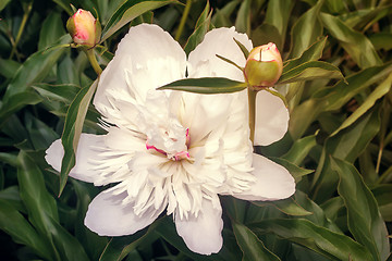 Image showing Blossoming peony among green leaves