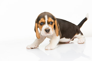 Image showing Beagle puppy on white background