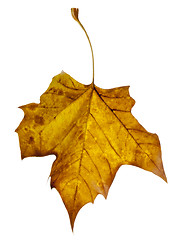 Image showing Yellow Leaf Falling