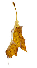 Image showing Yellow Leaf Falling