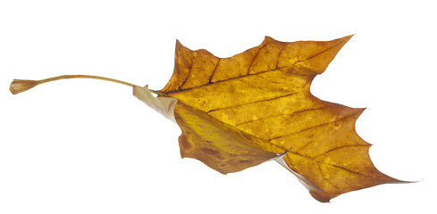 Image showing Yellow Leaf Falling