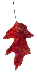 Image showing Read Oak Leaf Falling