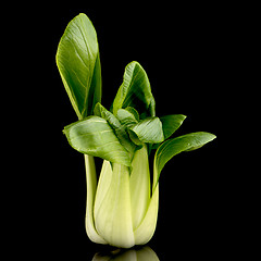 Image showing Pak choi on black 