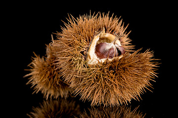 Image showing Chestnuts on a black reflective background