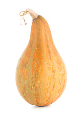 Image showing Pumpkin