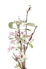 Image showing Closeup of Apple blossoms