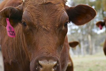 Image showing brown cow