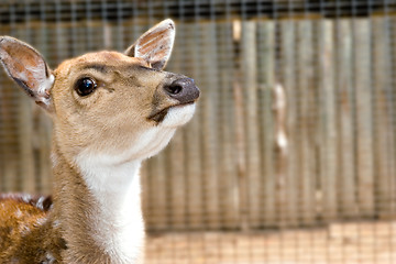 Image showing young deer