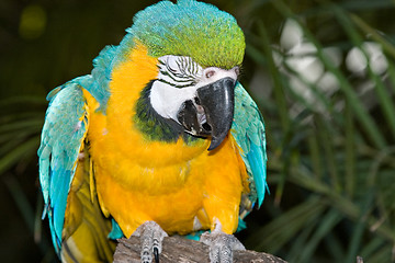 Image showing macaw laughing or crying