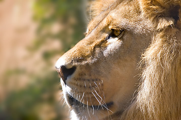 Image showing lion side on