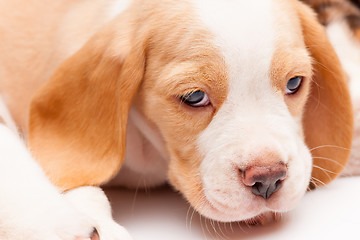 Image showing Beagle puppy on white background