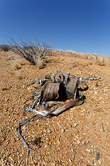 Image showing Welwitschia mirabilis, Amazing desert plant, living fossil