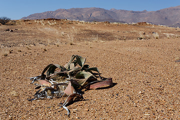 Image showing Welwitschia mirabilis, Amazing desert plant, living fossil