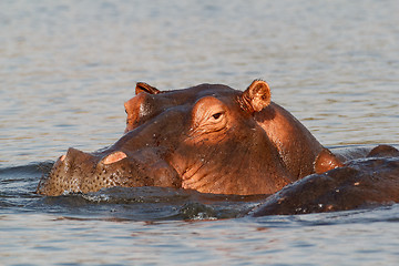 Image showing portrait of Hippo Hippopotamus Hippopotamus