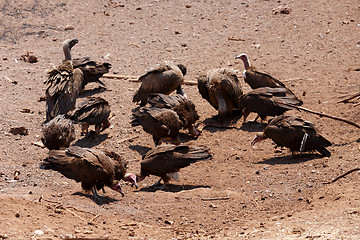 Image showing flock of White backed vulture