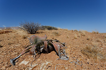 Image showing Welwitschia mirabilis, Amazing desert plant, living fossil