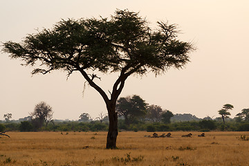 Image showing African sunset