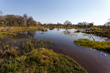 Image showing landscape in the Okavango swamps