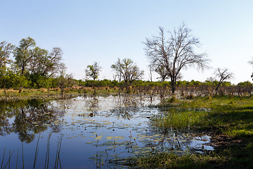 Image showing landscape in the Okavango swamps