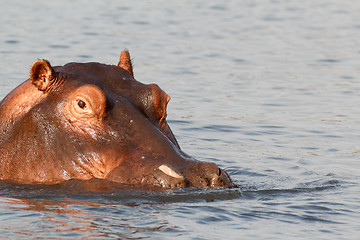 Image showing portrait of Hippo Hippopotamus Hippopotamus