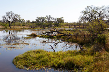 Image showing landscape in the Okavango swamps