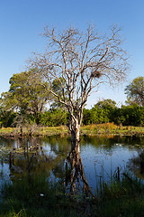 Image showing landscape in the Okavango swamps