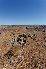 Image showing Welwitschia mirabilis, Amazing desert plant, living fossil