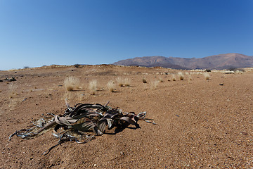 Image showing Welwitschia mirabilis, Amazing desert plant, living fossil