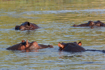 Image showing Hippo Hippopotamus Hippopotamus