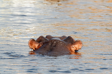 Image showing portrait of Hippo Hippopotamus Hippopotamus