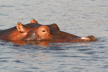 Image showing portrait of Hippo Hippopotamus Hippopotamus