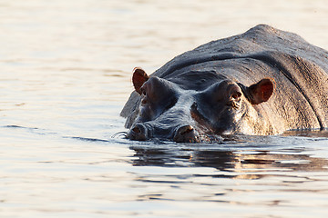 Image showing portrait of Hippo Hippopotamus Hippopotamus