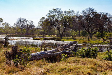 Image showing landscape in the Okavango swamps