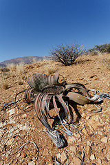 Image showing Welwitschia mirabilis, Amazing desert plant, living fossil