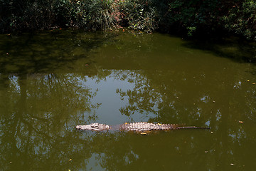 Image showing Nile Crocodile hiden in water