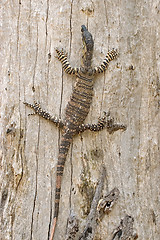 Image showing goanna just hanging around